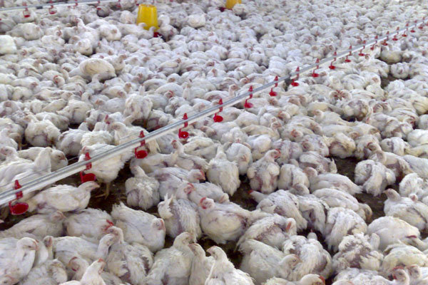 زنده فروشی پرندگان خطری جدی برای شیوع آنفلوانزای پرندگان است