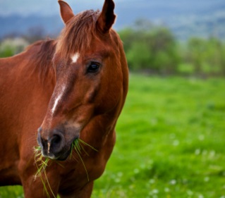 کانولا‌گذاری سکوم در اسب، یک مطالعه تجربی