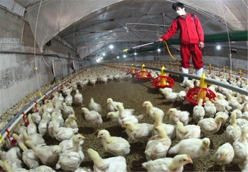 گرانی تخم‌مرغ در اصفهان ناشی از آنفلوآنزای فوق حاد پرندگان نبود