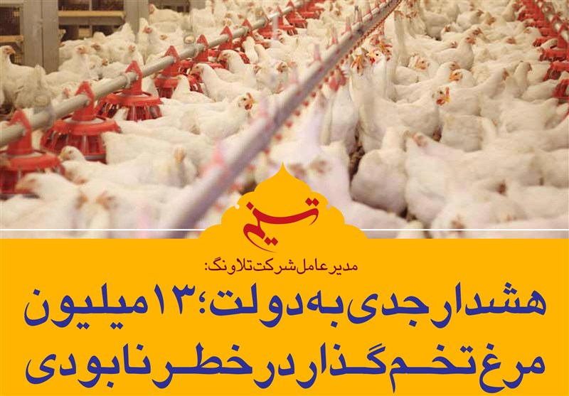 هشدار جدی به دولت؛ ۱۳ میلیون مرغ تخم‌گذار در خطر نابودی
