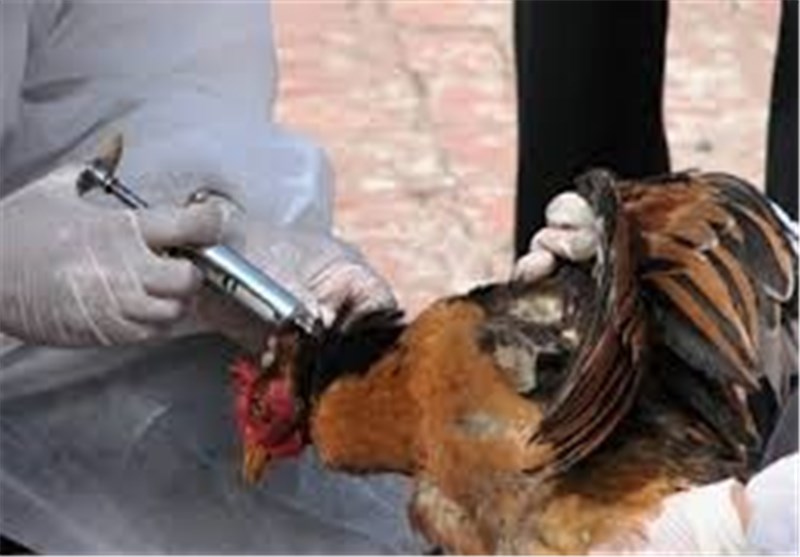 طرح «رصد وضعیت آنفلوانزای پرندگان» در خراسان جنوبی اجرایی می‌شود