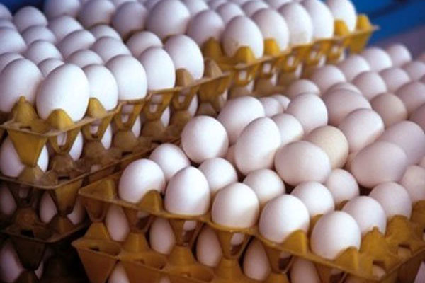 سه هزار تن تخم مرغ در استان قزوین تامین می شود