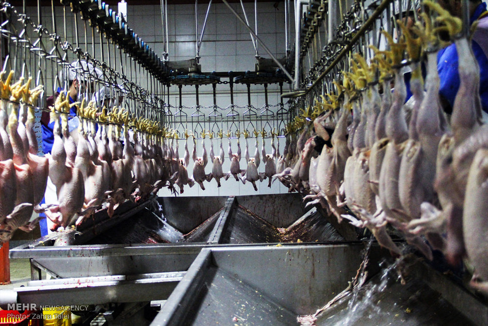 تولید گوشت مرغ در خوزستان ۱۸ درصد افزایش یافت