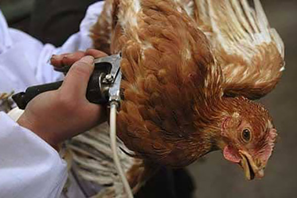 آنفلوانزای فوق حاد پرندگان در استان های بحرانی مهار شد