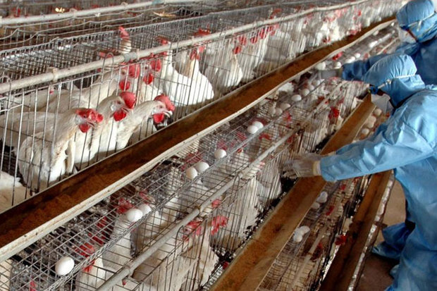 جولان آنفلوانزای مرغی در قم/ ۴۶ درصد مرغ‌های تخم‌گذار معدوم شدند