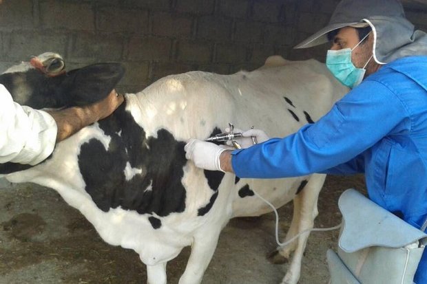 واکسیناسیون ۲۰ هزار راس دام بوشهر علیه تب برفکی