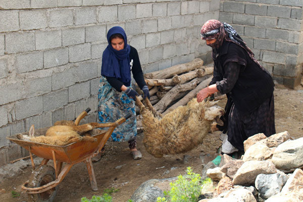 ۷۰ درصد سامانه پرورشی دام در کشور سنتی است