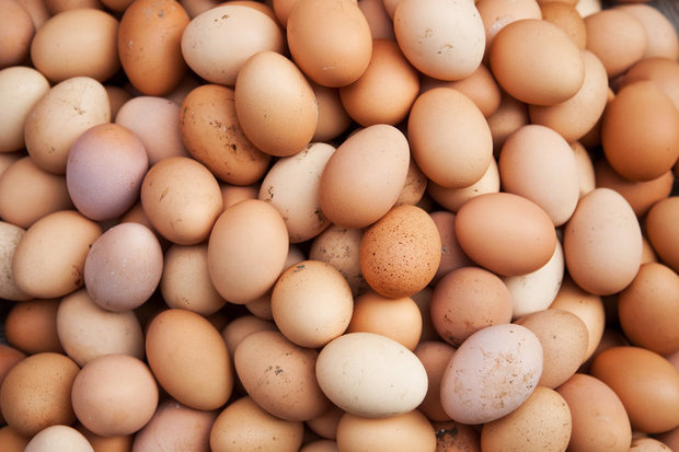 ۲۴۰۰ تن تخم مرغ در چهارمحال و بختیاری تولید شد