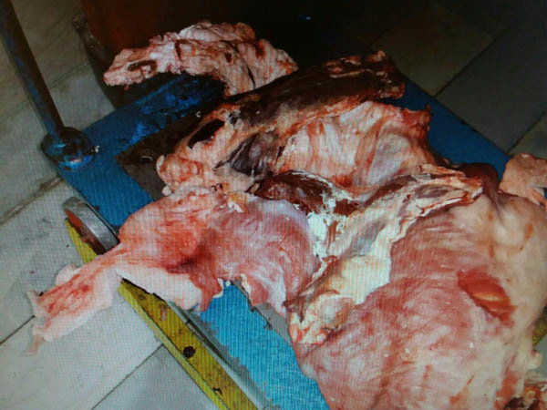 معدوم سازی ۱۵۵ کیلوگرم گوشت کشتار غیرمجاز در هرسین