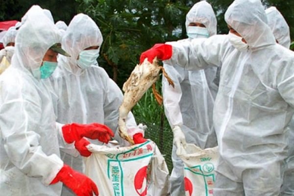تایید ششمین کانون بیماری آنفلوآنزای فوق حاد پرندگان در کرمانشاه