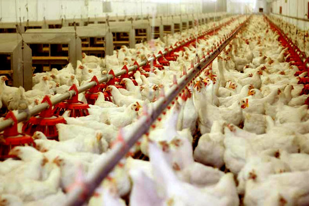 ۷۰ درصد تولید گوشت مرغ سمنان مازاد بر نیاز استان است