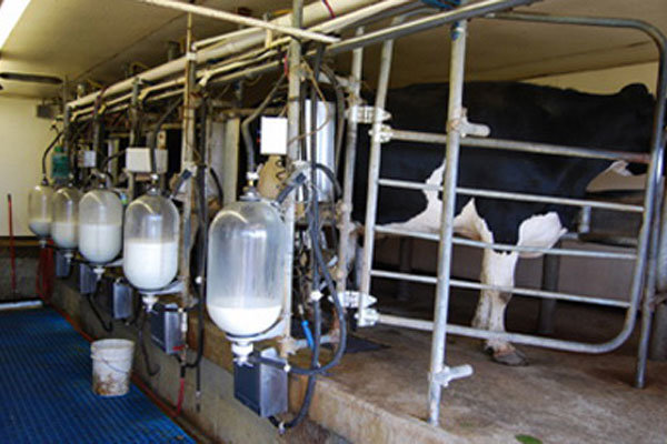 تولید سالانه ۲۹ هزار تن شیر در واحدهای دامداری بهار