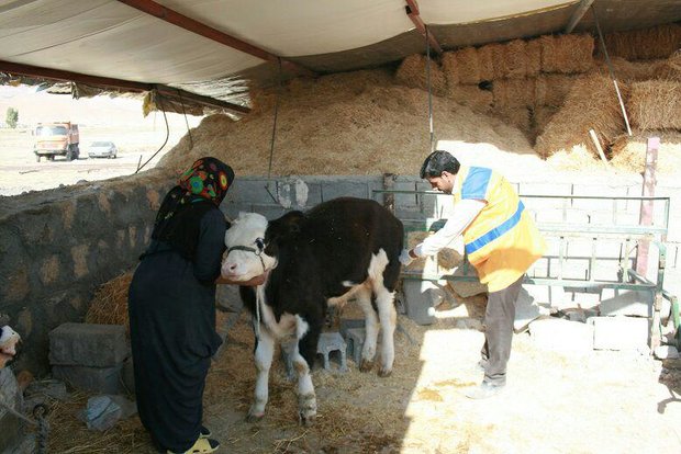 واکسیناسیون آبله در جمعیت دامی شهرستان دشتستان آغاز شد