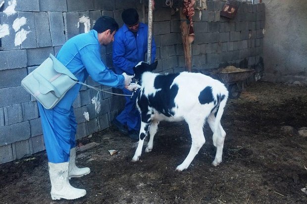 واکسیناسیون رایگان گاوها در شهرستان کنگان اجرا شد
