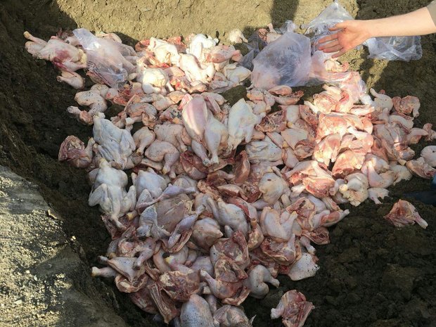 ۲۰۰۰ کیلوگرم تلفات مرغ رها شده در تاکستان ضد عفونی و دفن شد