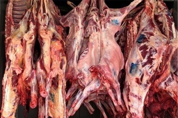 تولید گوشت قرمز در ایلام به ۸۲۰۰ تن در سال رسید