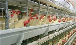 قزاقستان واردات گوشت مرغ از روسیه را موقتاً ممنوع کرد