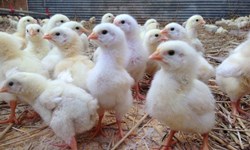 هشدار نسبت به کاهش تولید مرغ در کشور/ مرغداری‌ها جوجه‌ریزی نمی‌کنند