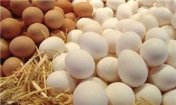 واردات تخم مرغ به تاجیکستان ممنوع شد