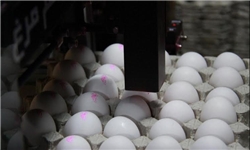 نیازی به واردات تخم‌مرغ از ابتدای سال وجود ندارد/ شرکت پشتیبانی امور دام باید واردات را مدیریت کند